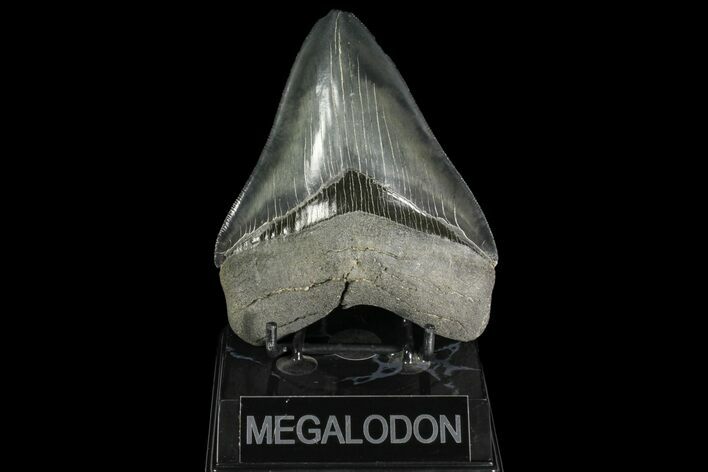 Serrated, Fossil Megalodon Tooth - Georgia #142360